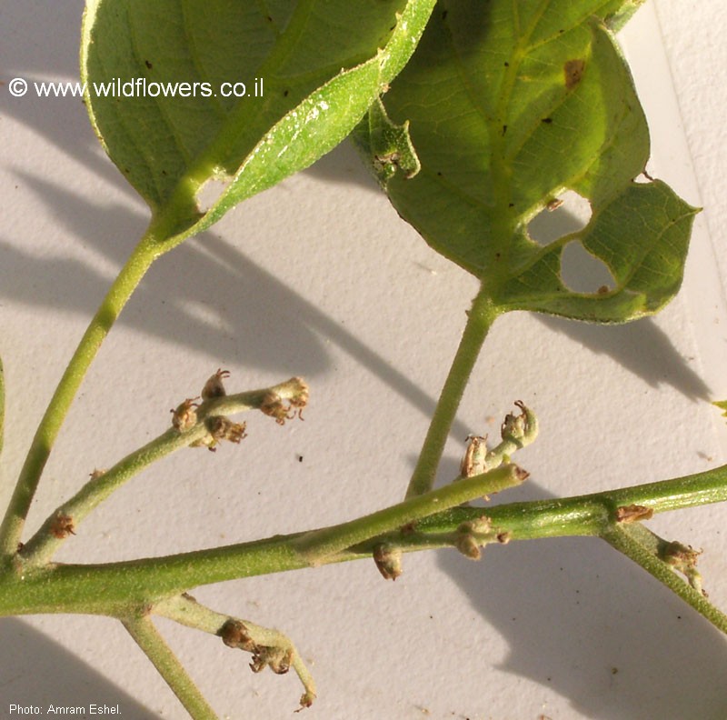 Quercus ithaburensis