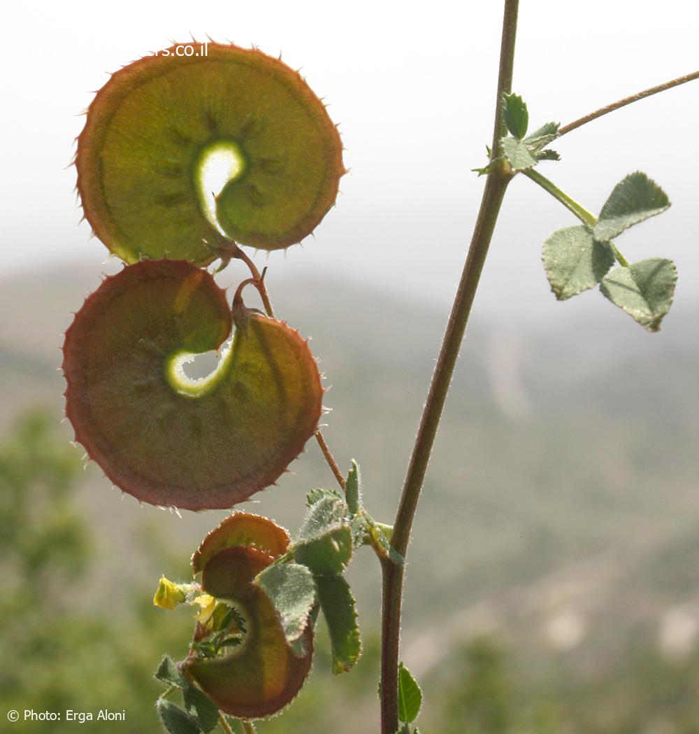 Medicago radiata