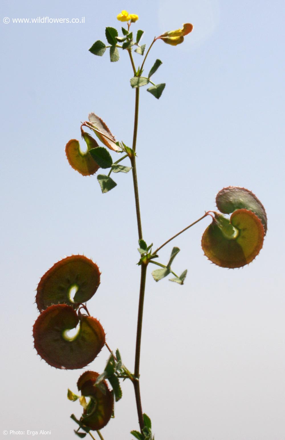 Medicago radiata