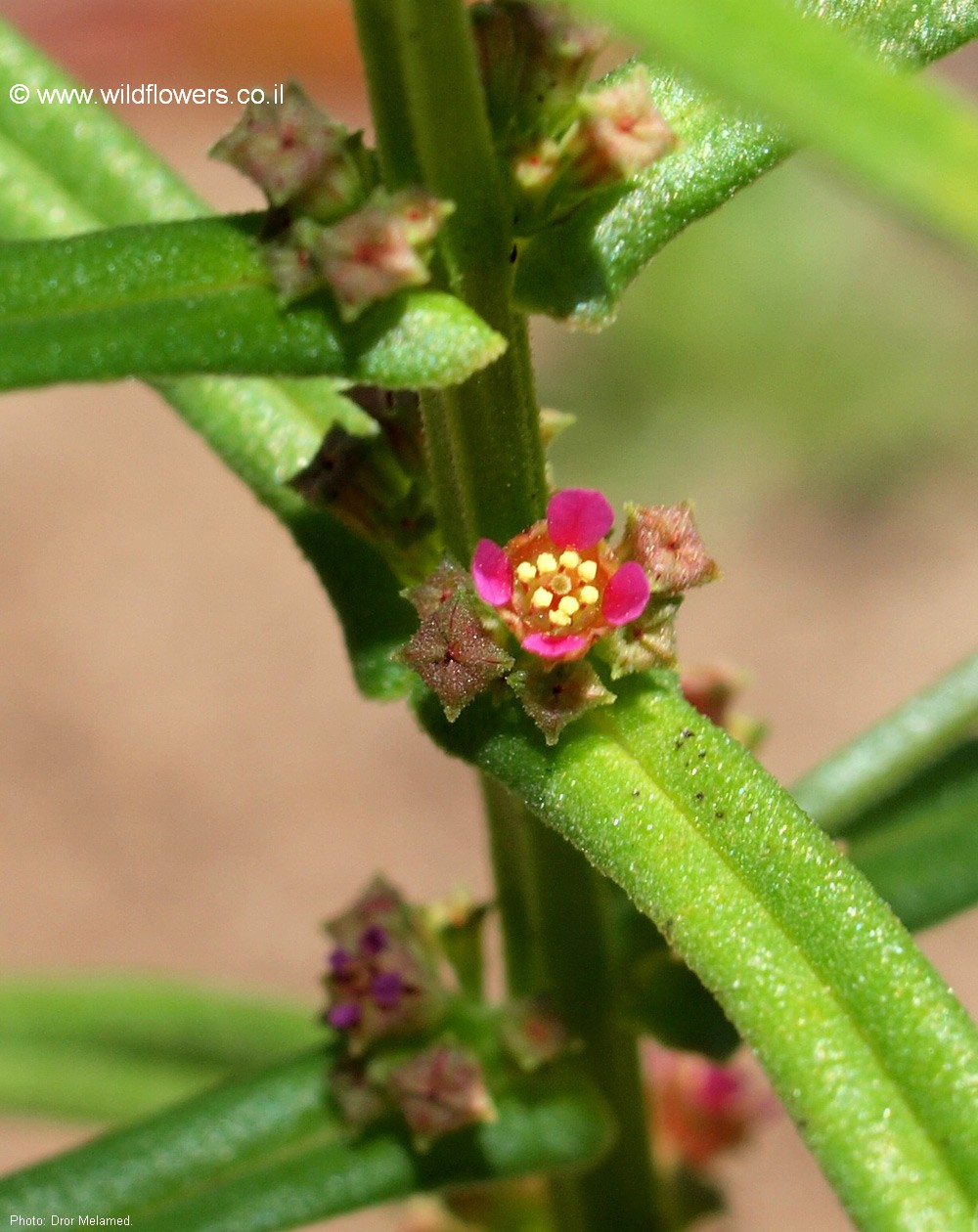 Ammannia prieureana