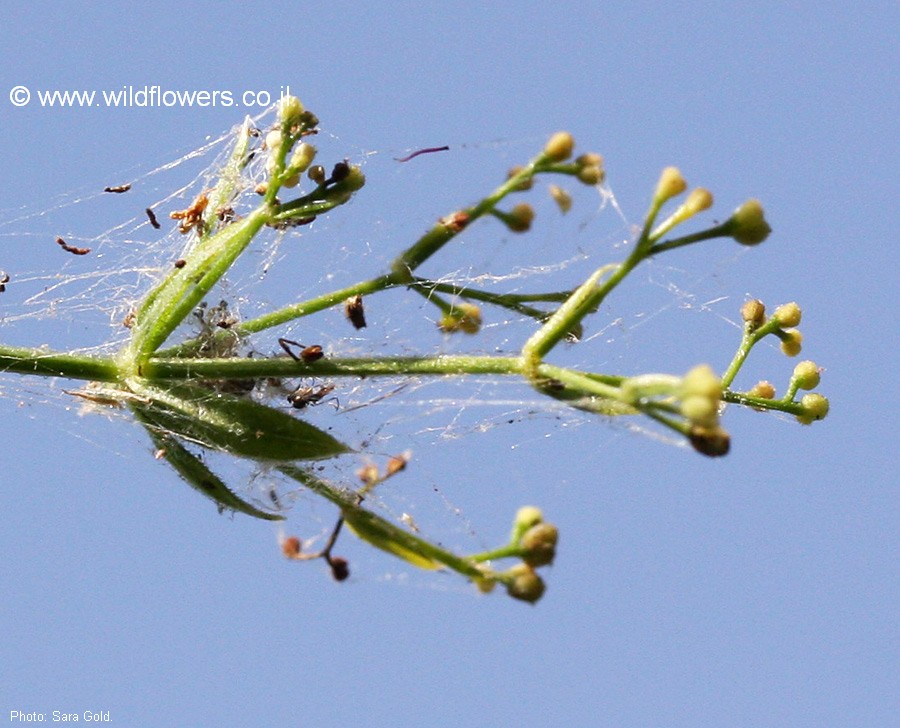 Galium rivale