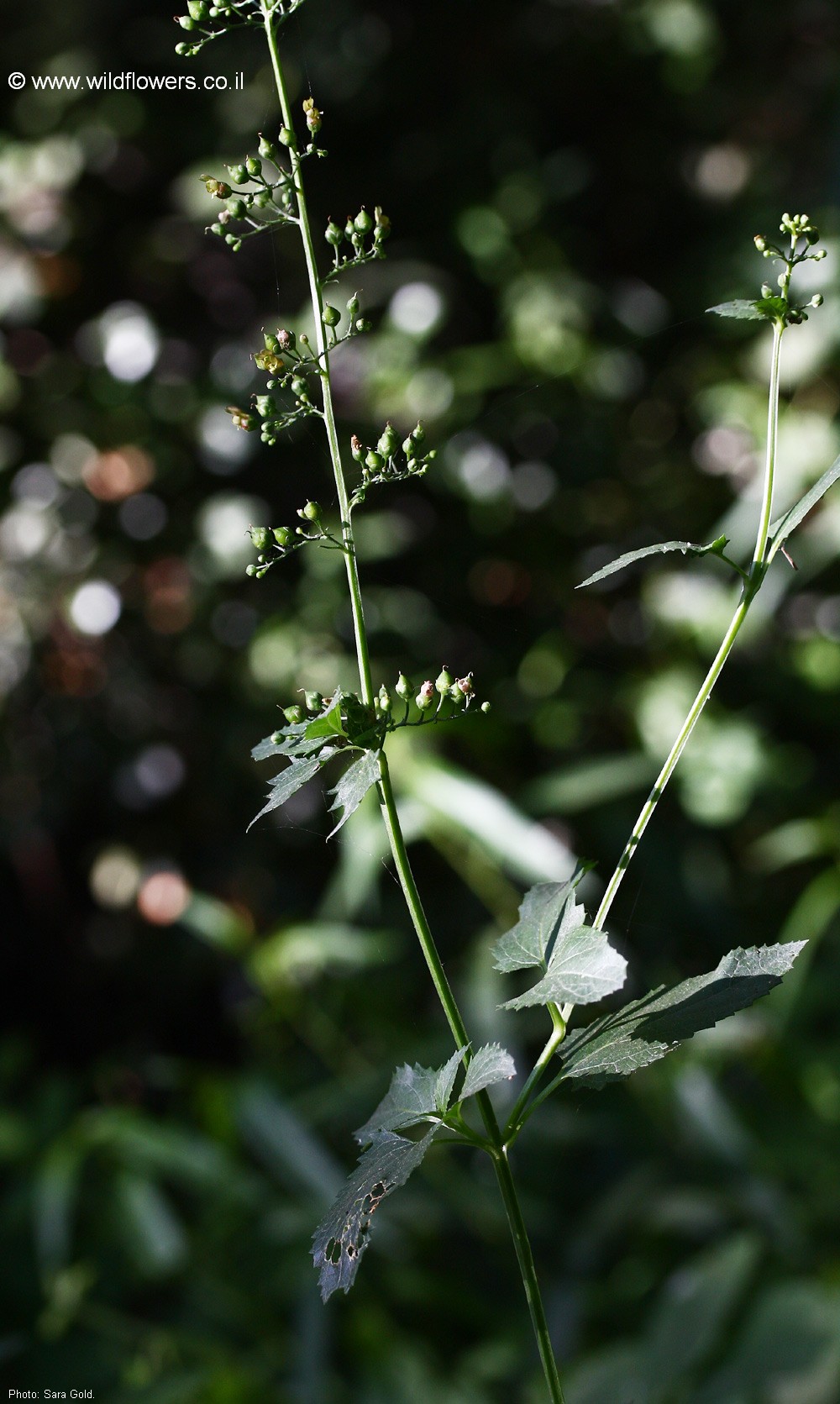 Scrophularia macrophylla