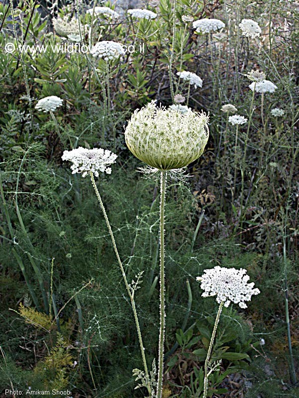 Daucus carota