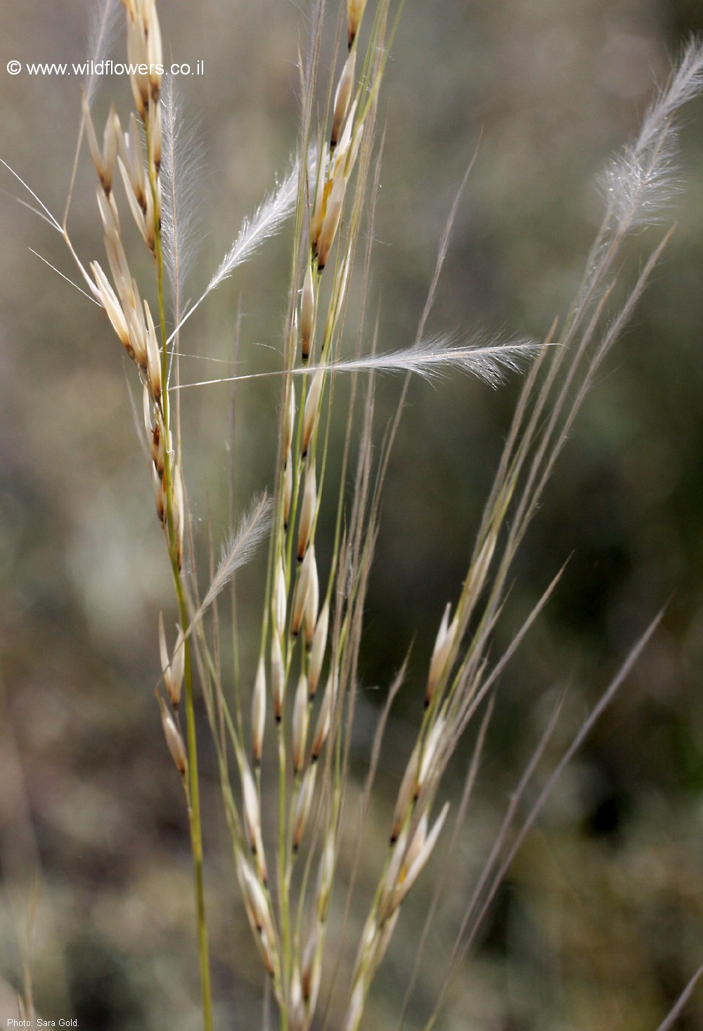 Stipagrostis ciliata