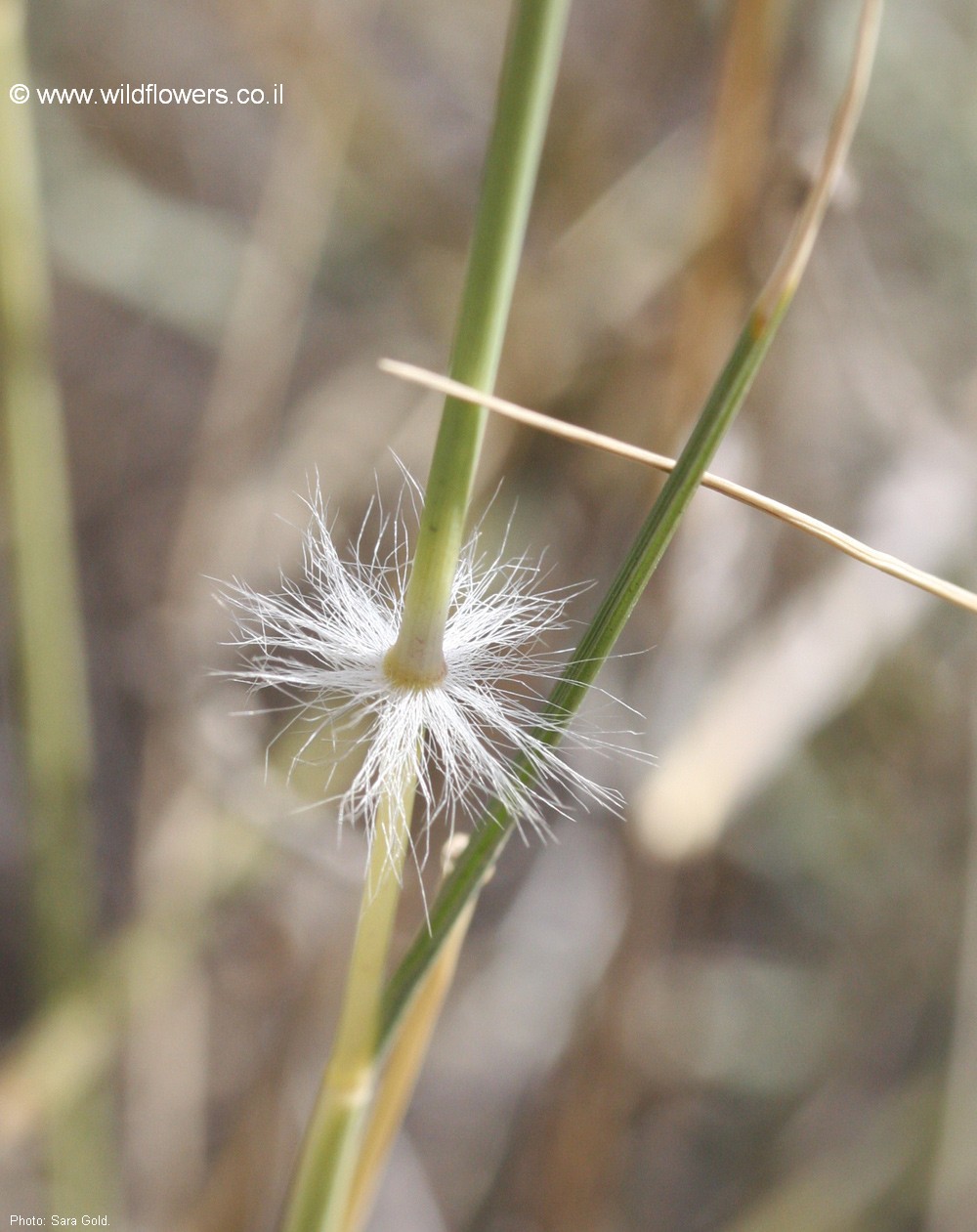 Stipagrostis ciliata