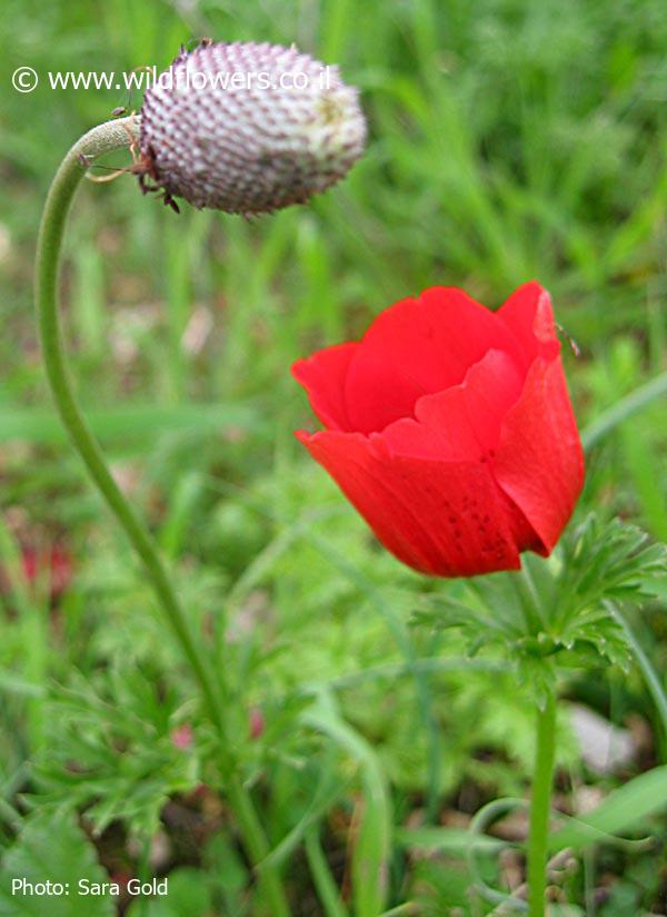 Anemone coronaria