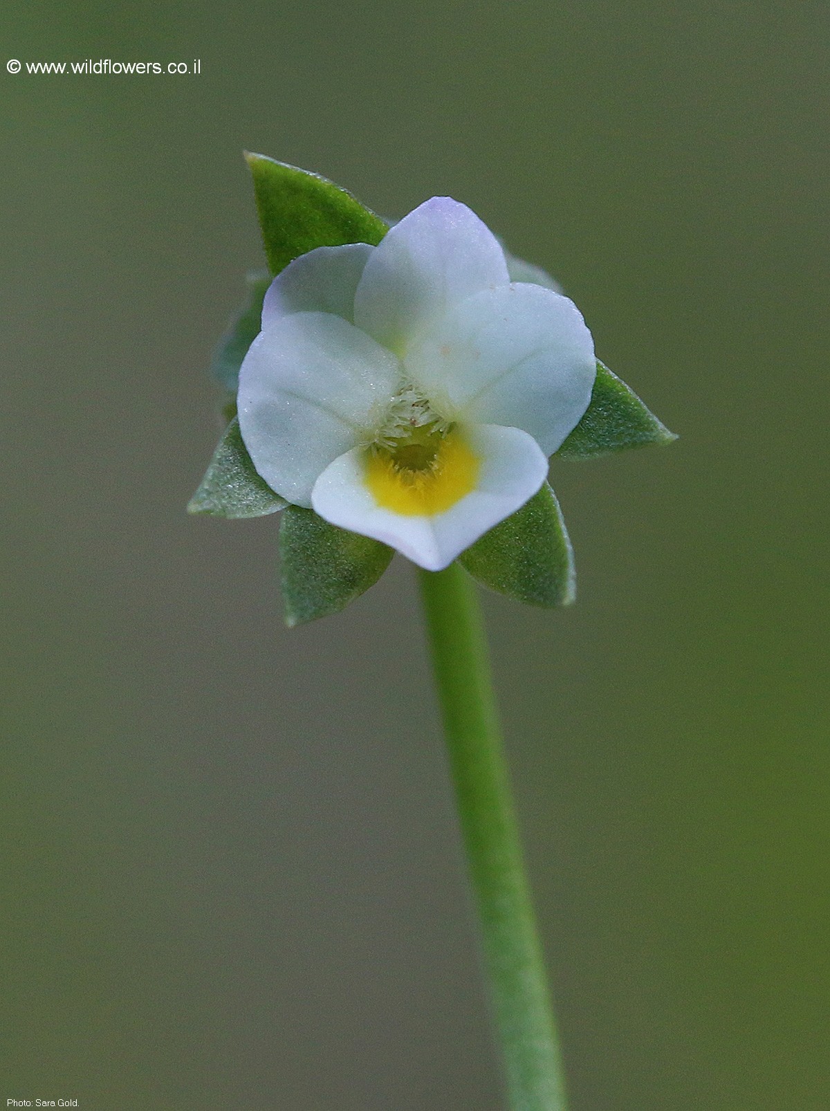 Viola occulata