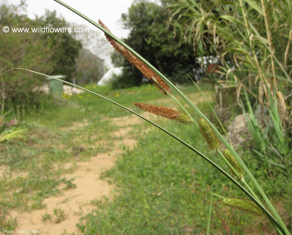 Carex hispida