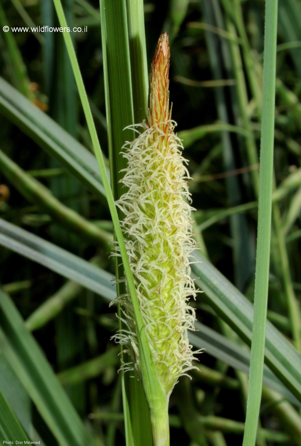 Carex hispida