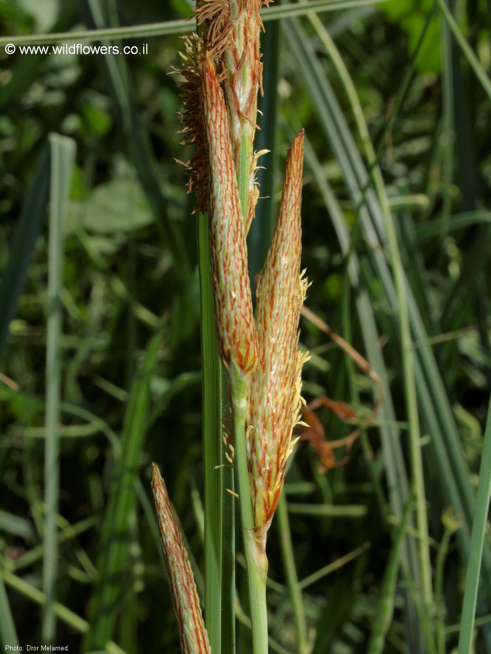 Carex hispida