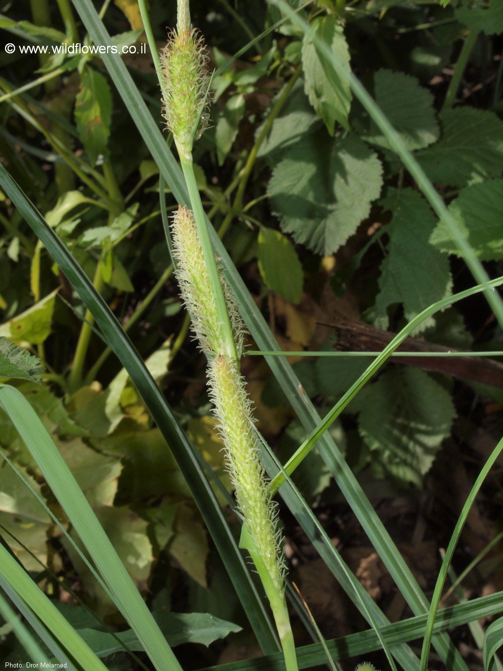 Carex hispida