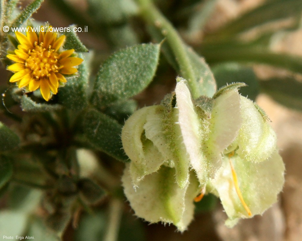 Calendula tripterocarpa