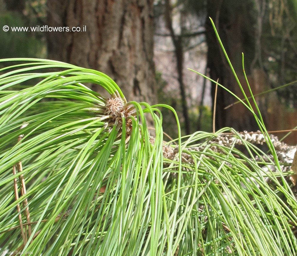 Pinus  canariensis