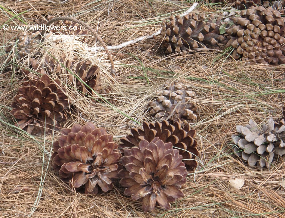 Pinus  canariensis