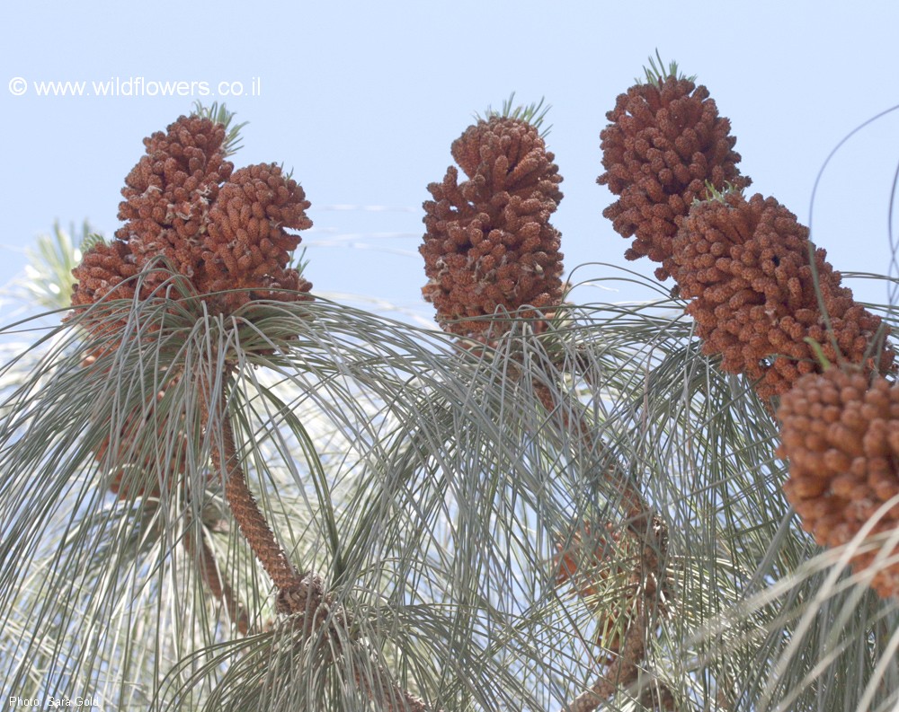 Pinus  canariensis