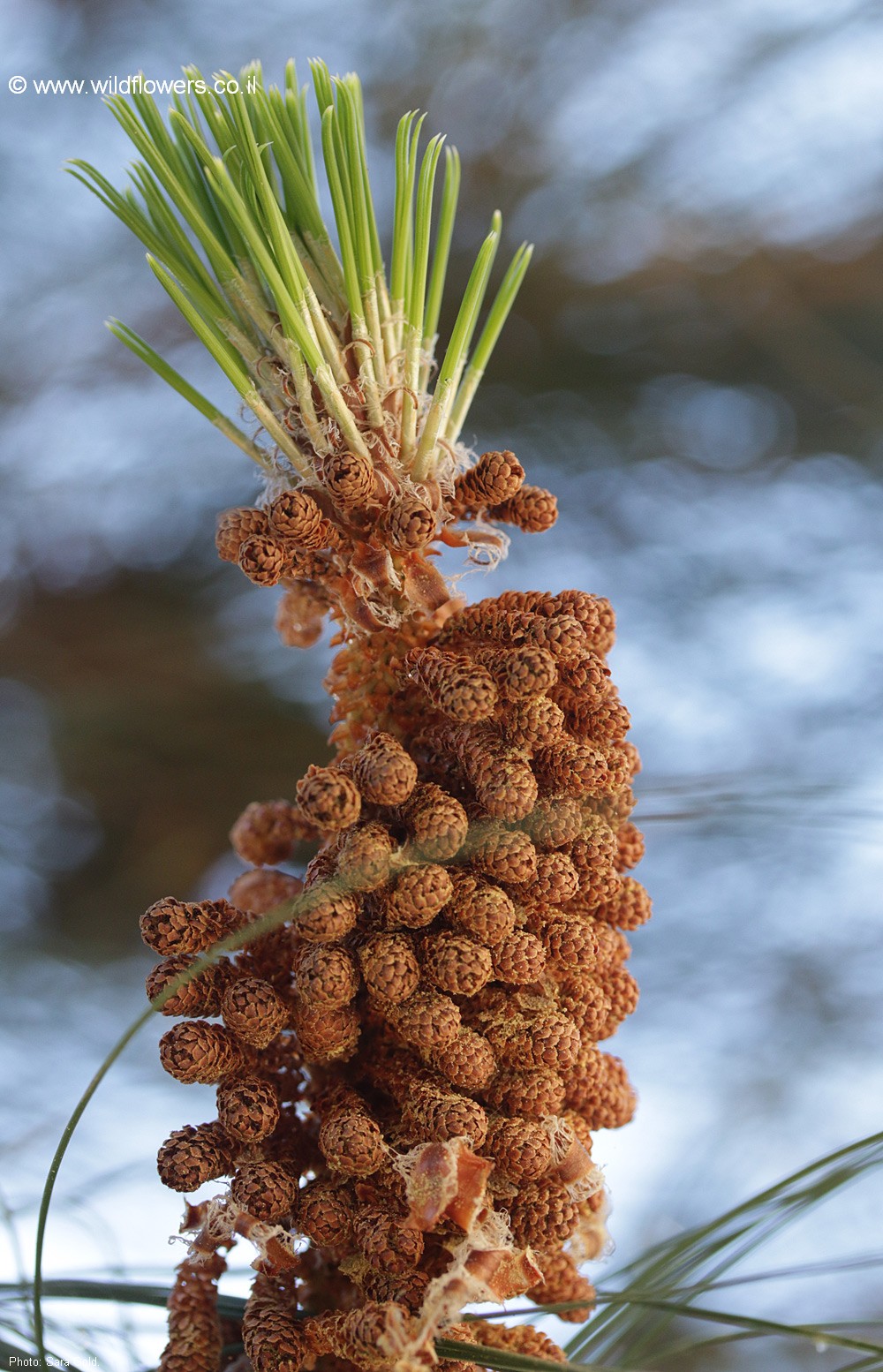 Pinus  canariensis