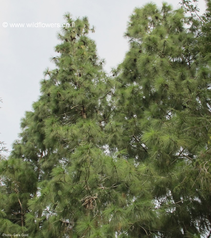 Pinus  canariensis