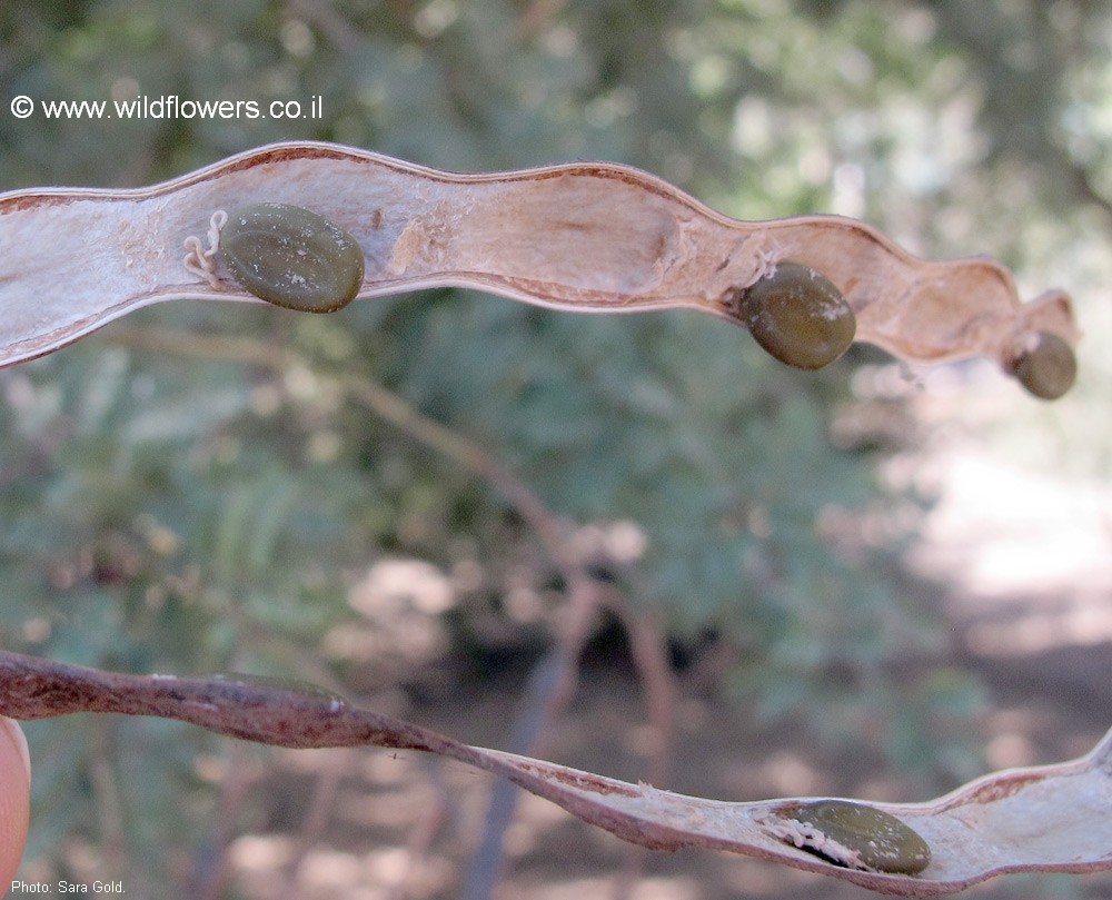 Acacia horrida