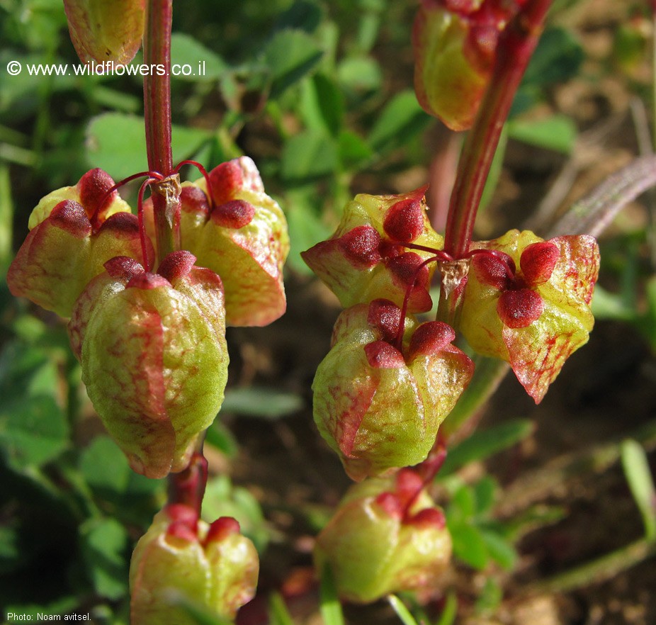 Rumex occultans