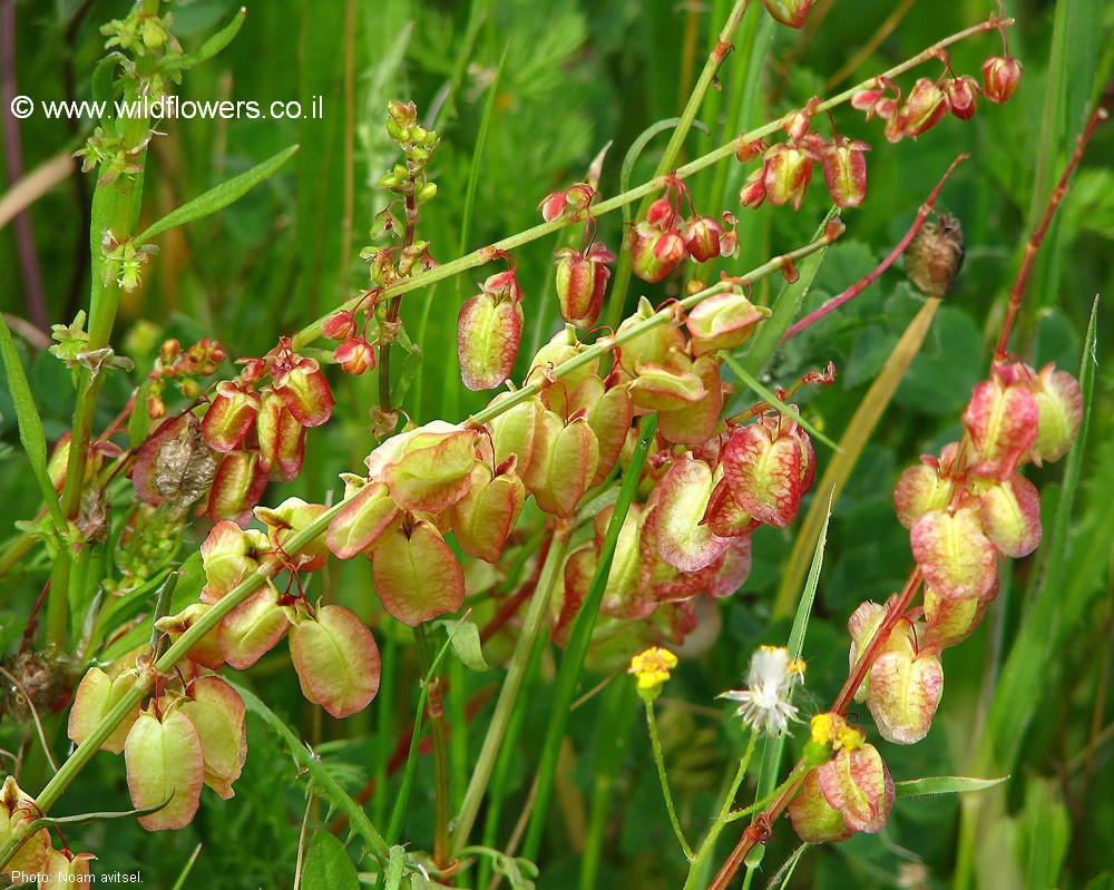 Rumex occultans