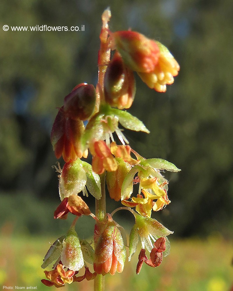 Rumex occultans