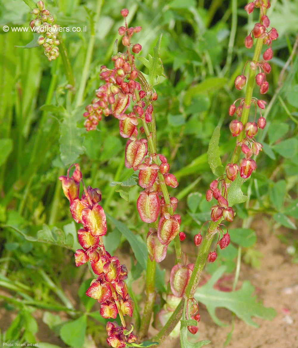 Rumex occultans