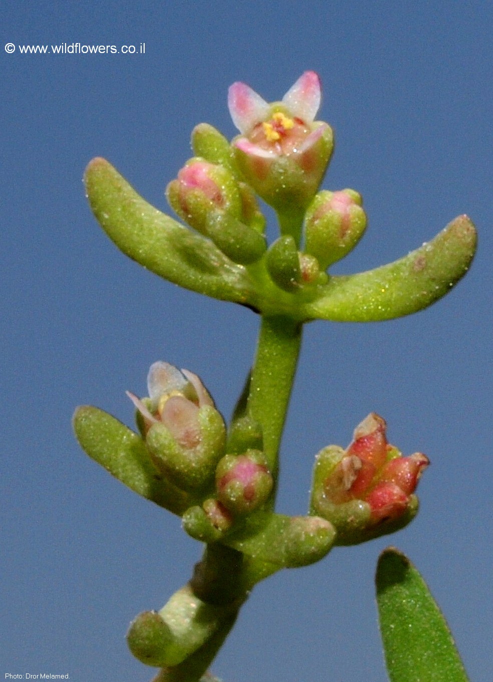 Crassula vaillantii