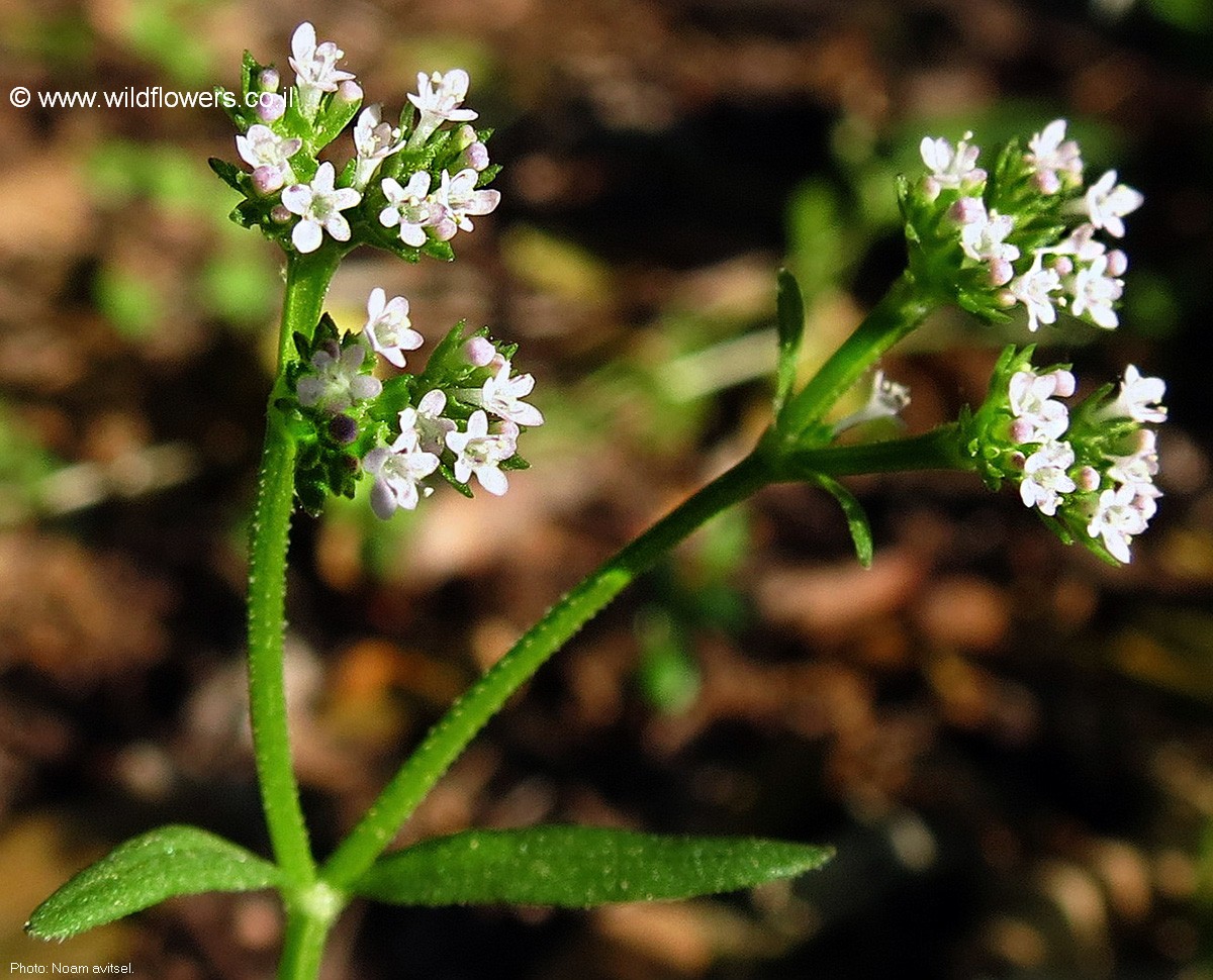 Valerianella muricata