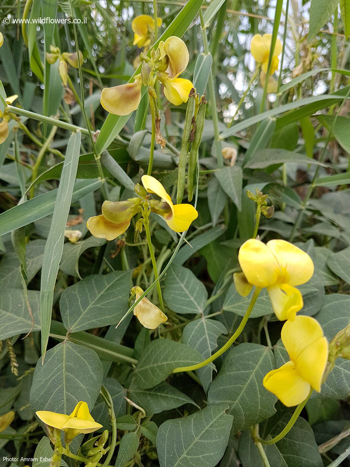 Vigna luteola