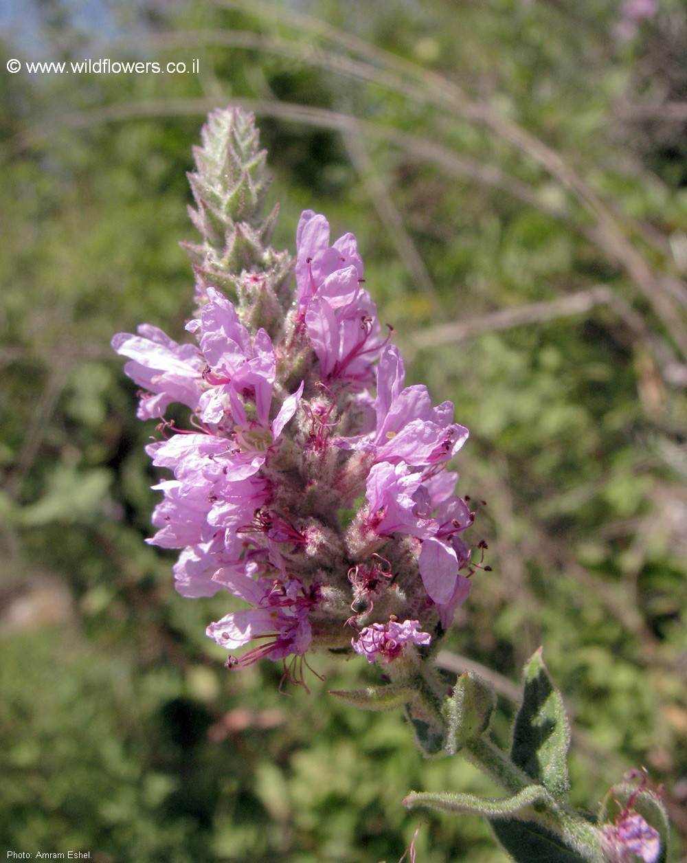 Lythrum  salicaria 