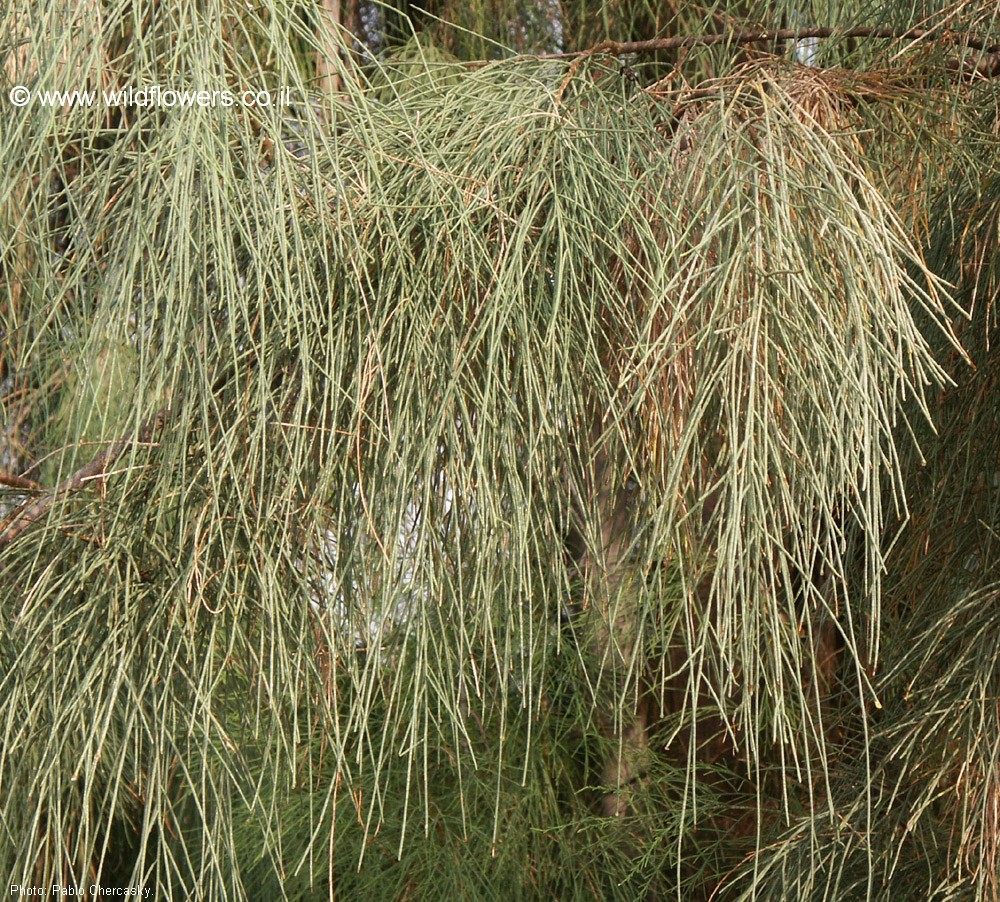 Tamarix  aphylla 'stricta'