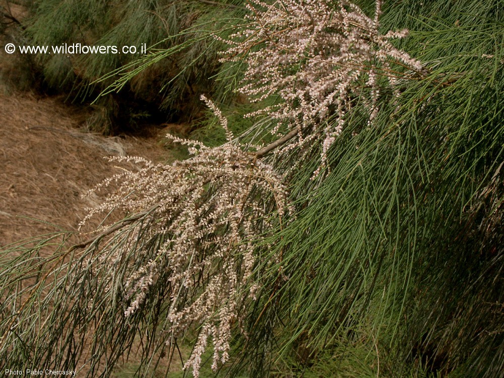 Tamarix  aphylla 'stricta'