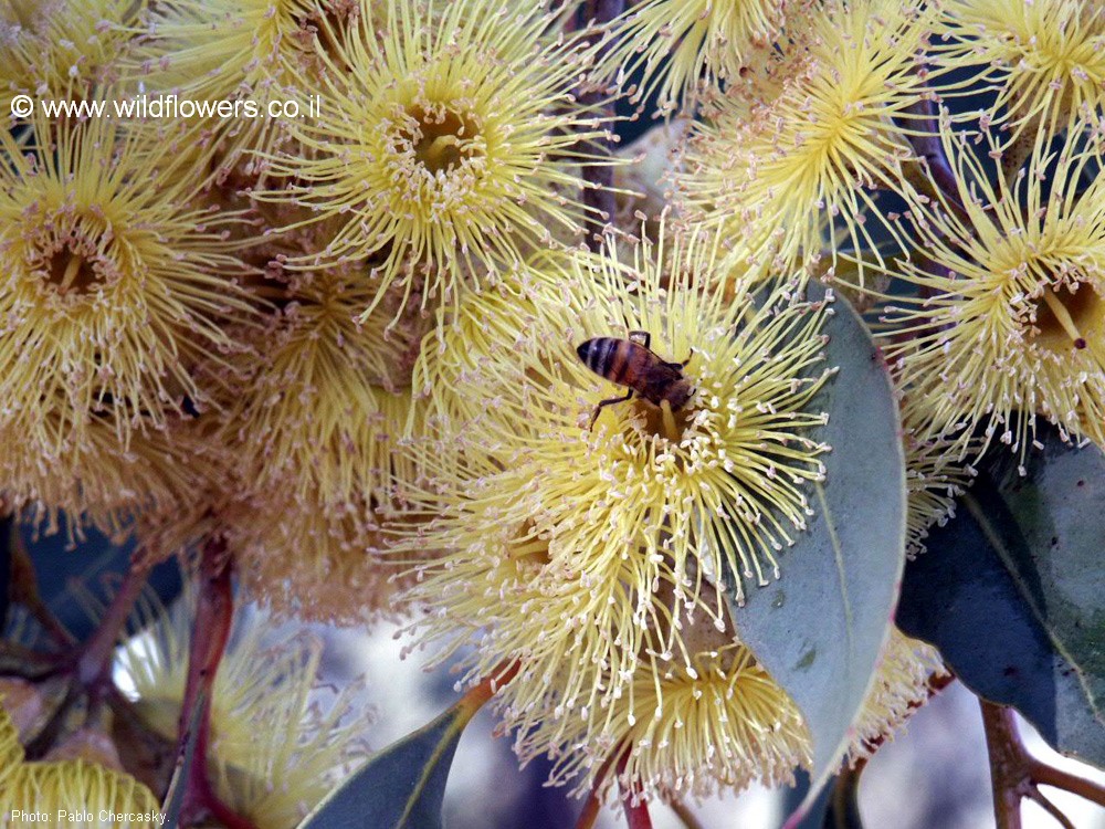 Eucalyptus  'Torwood'