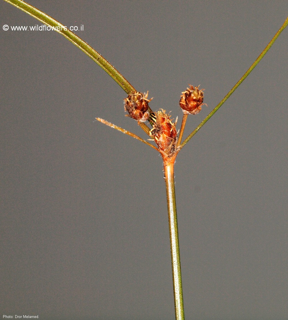 Fimbristylis ferruginea