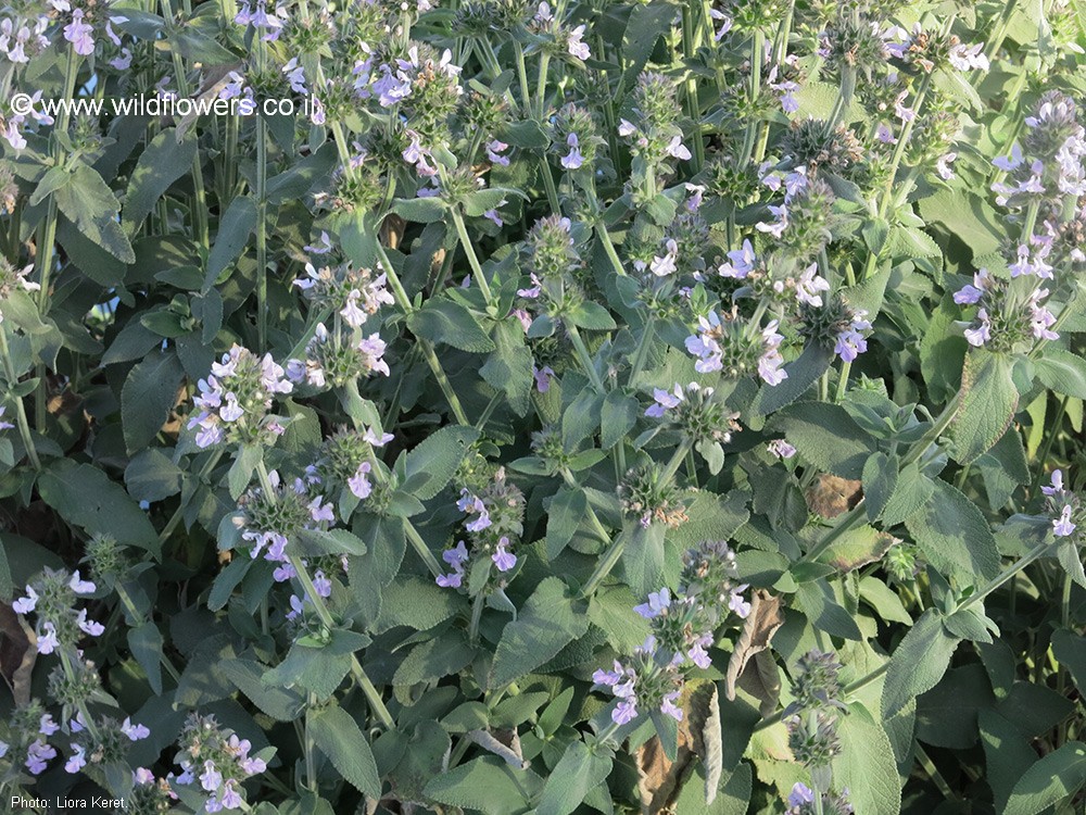 Stachys spectabilis