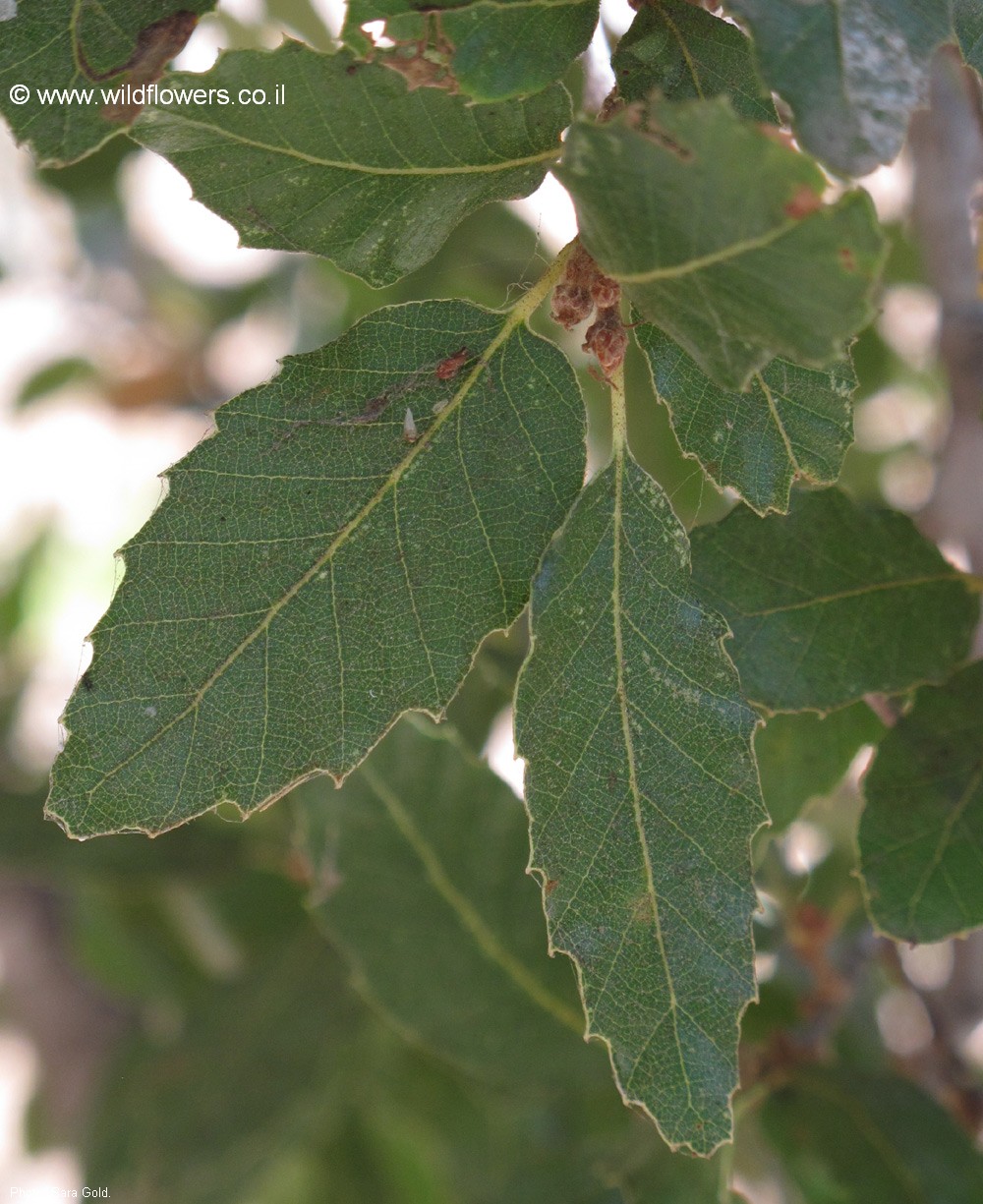 Quercus libani