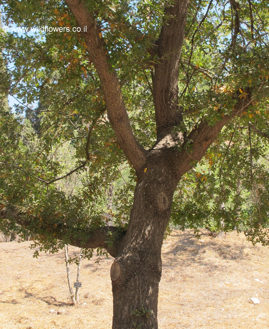 Quercus libani