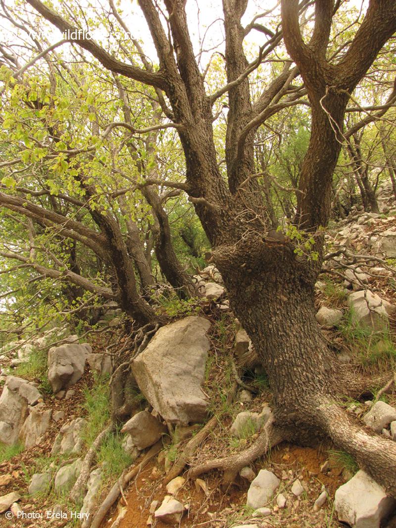 Quercus cerris