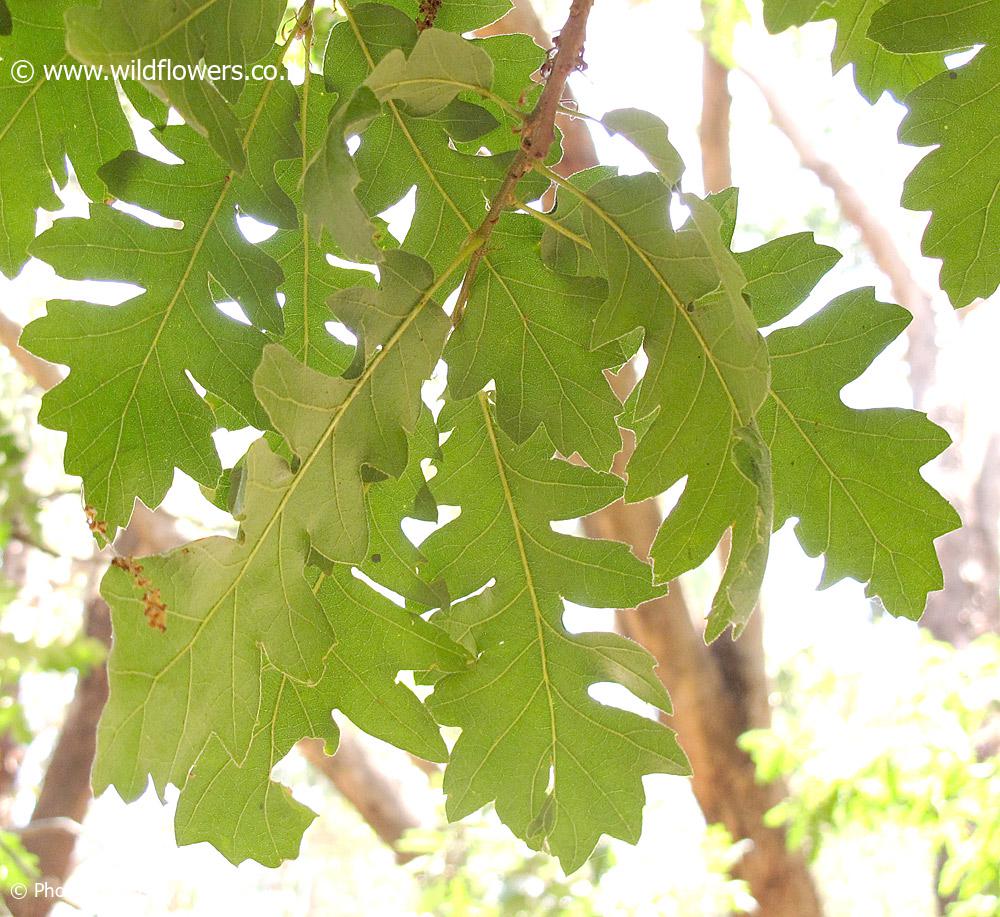 Quercus cerris