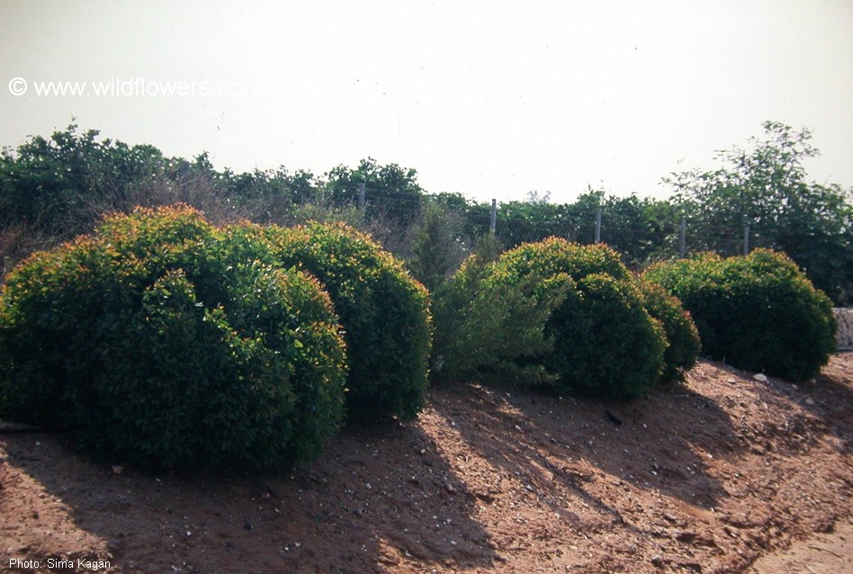 Eucalyptus gomphocephala 'Kaduri-KLL'