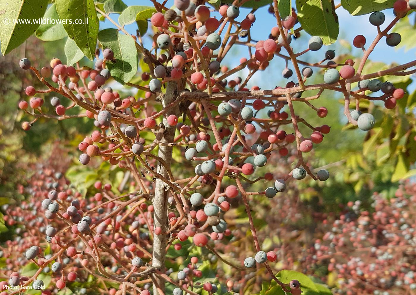 Pistacia palaestina