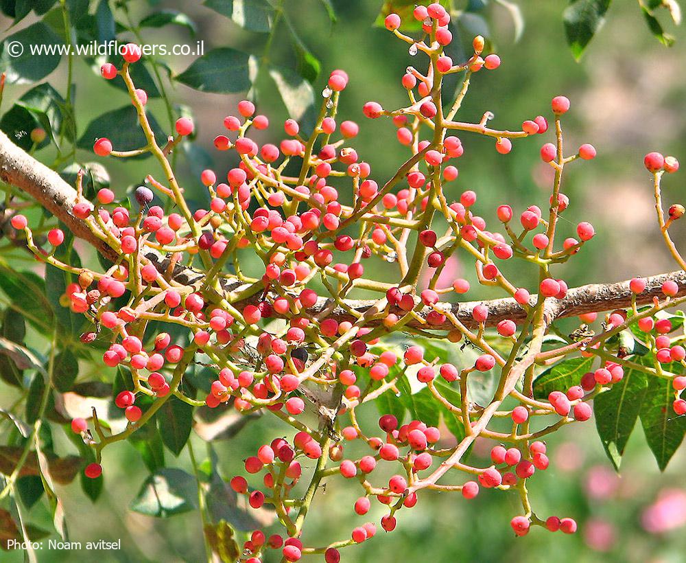 Pistacia palaestina