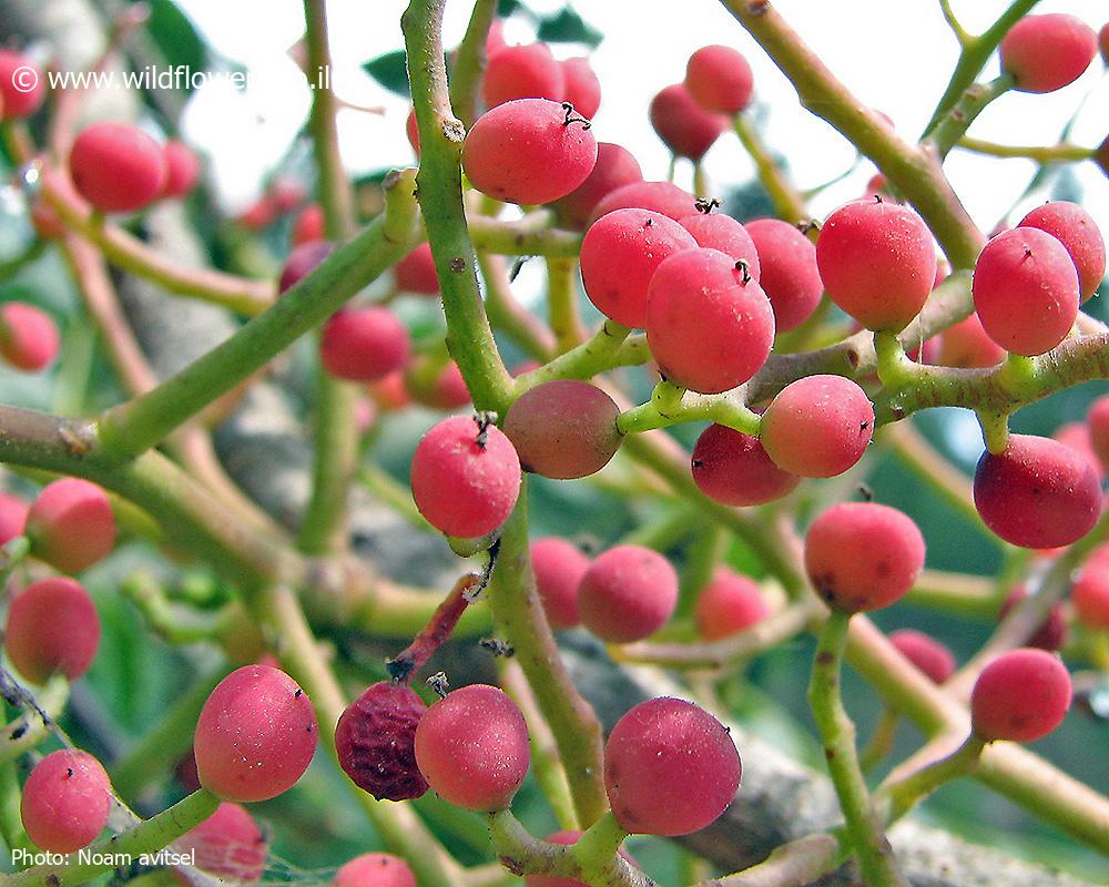 Pistacia palaestina