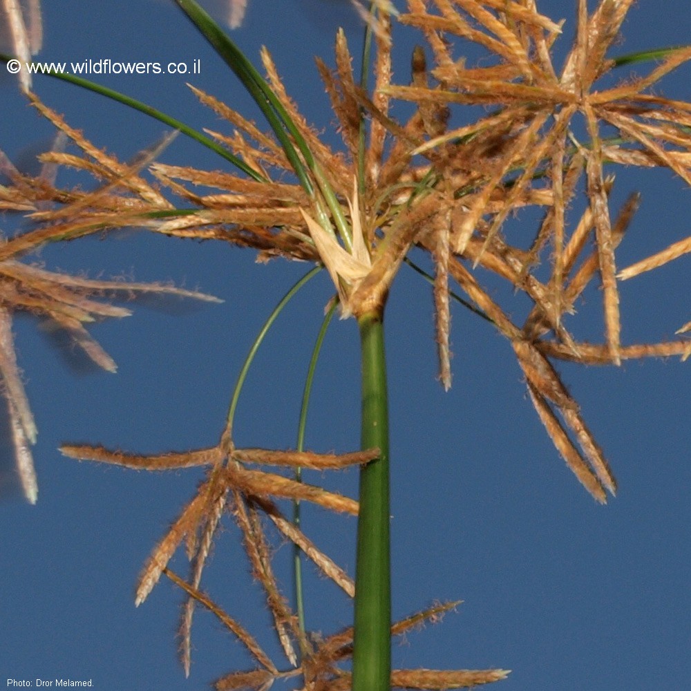 Cyperus articulatus