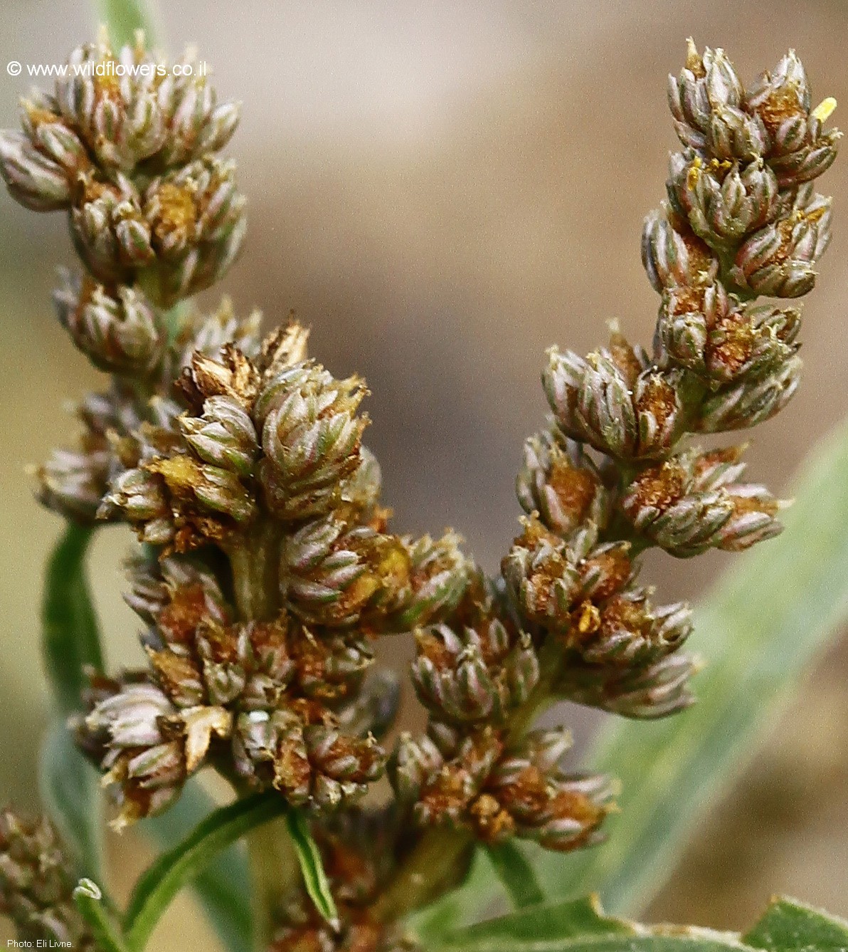 Amaranthus muricatus