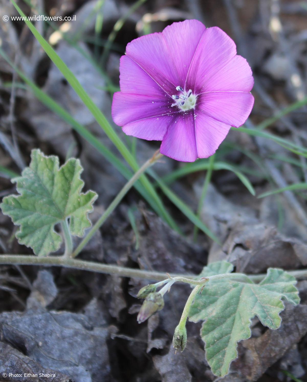 Convolvulus stachydifolius