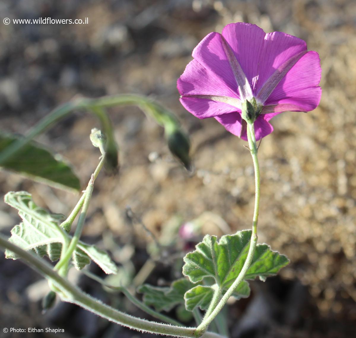 Convolvulus stachydifolius