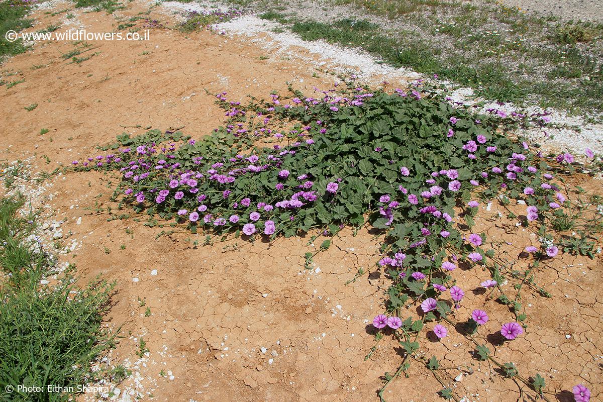 Convolvulus stachydifolius