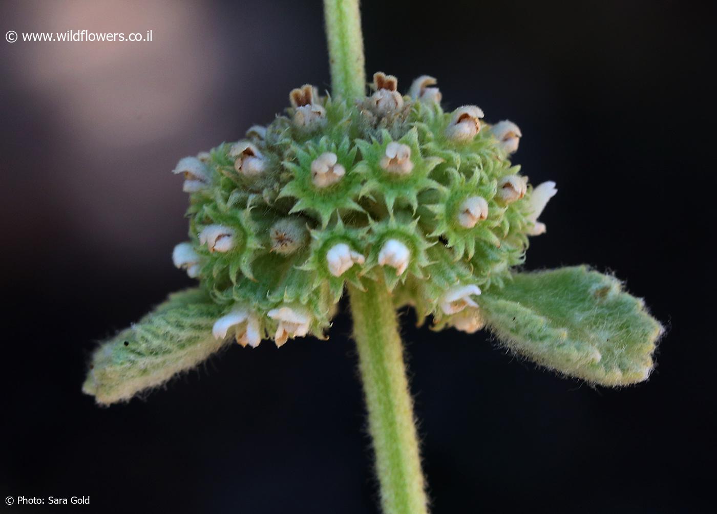 Marrubium cuneatum