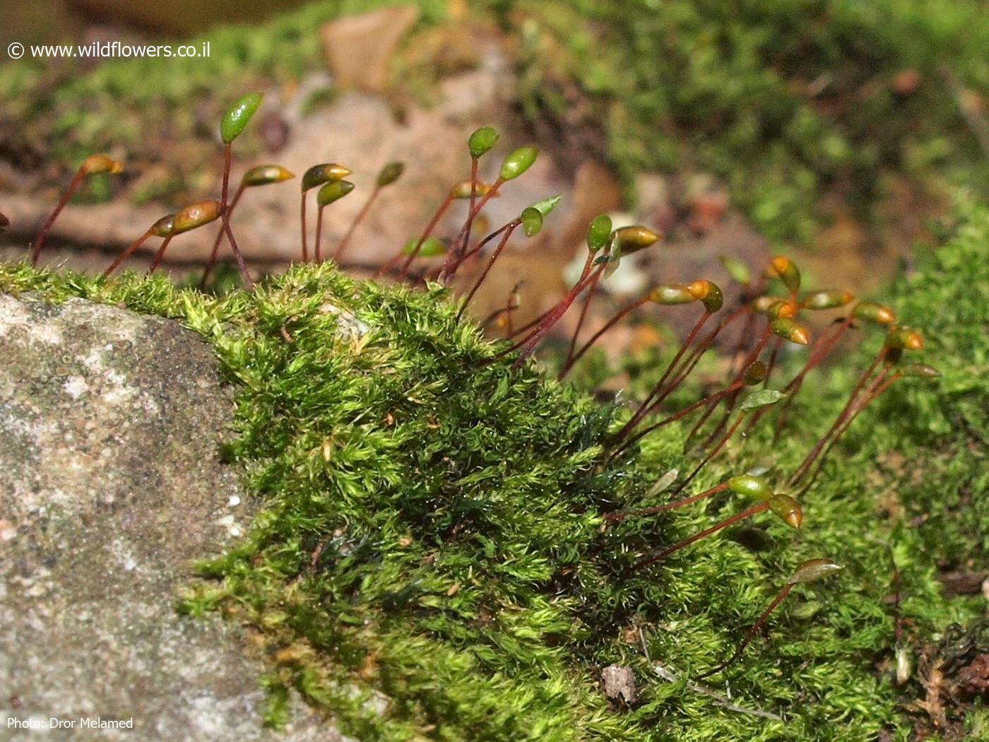 Brachytheciastrum  velutinum